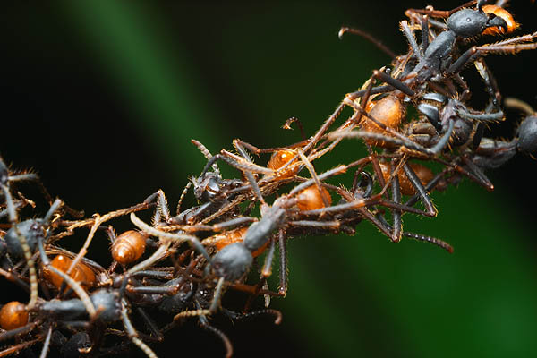 Ant Bridge